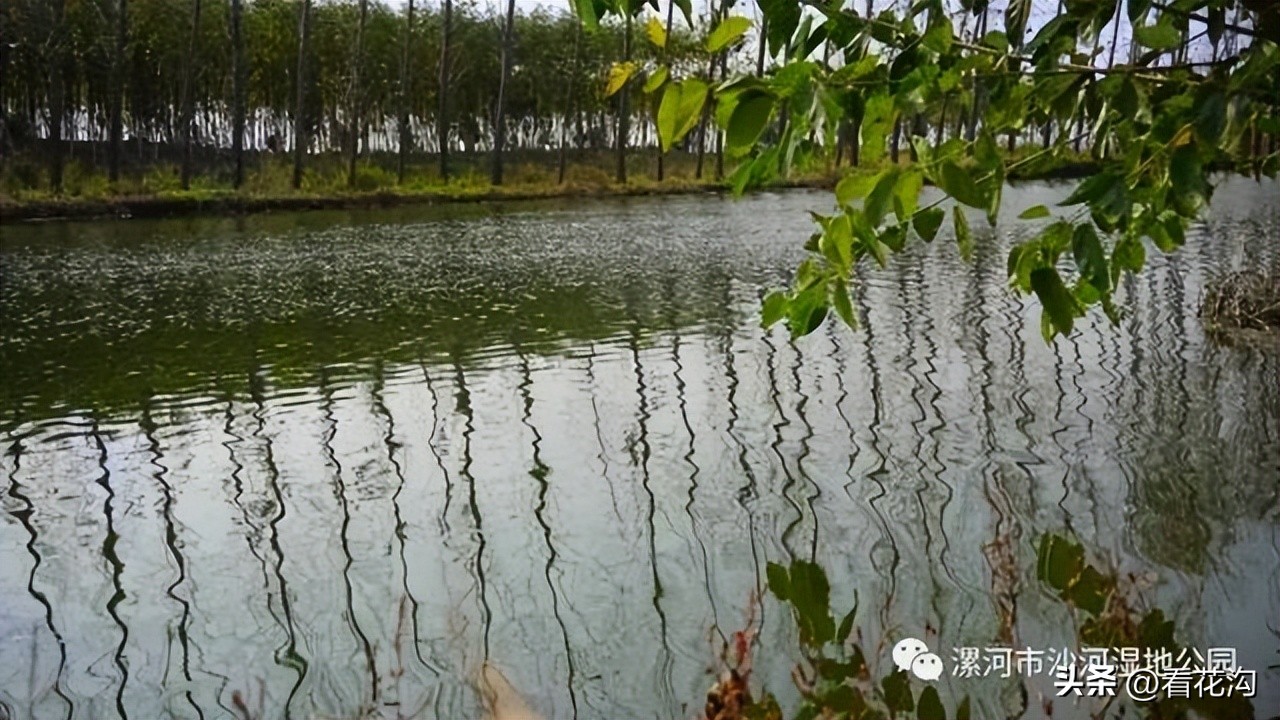 195.河南省舞阳县的概况