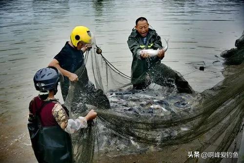 这种“黑鲤鱼”在野外可是个宝贝，钓不得抓不得，属我国特有物种