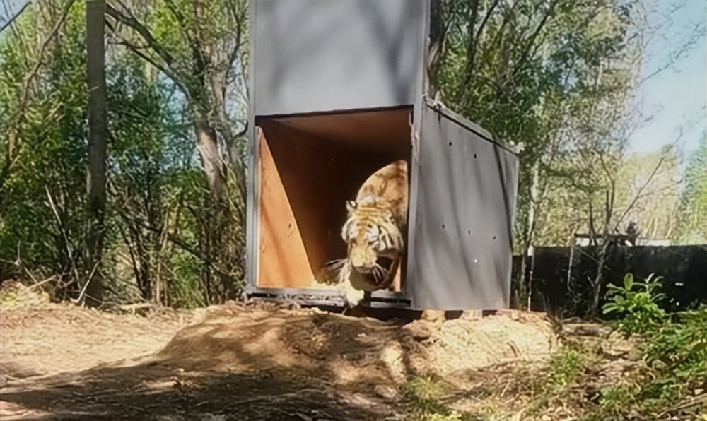 野生东北虎完达山一号始末,近来有完达山一号东北虎消息吗