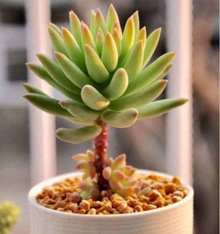 十二卷多肉的品种图鉴,100种多肉植物图片大全