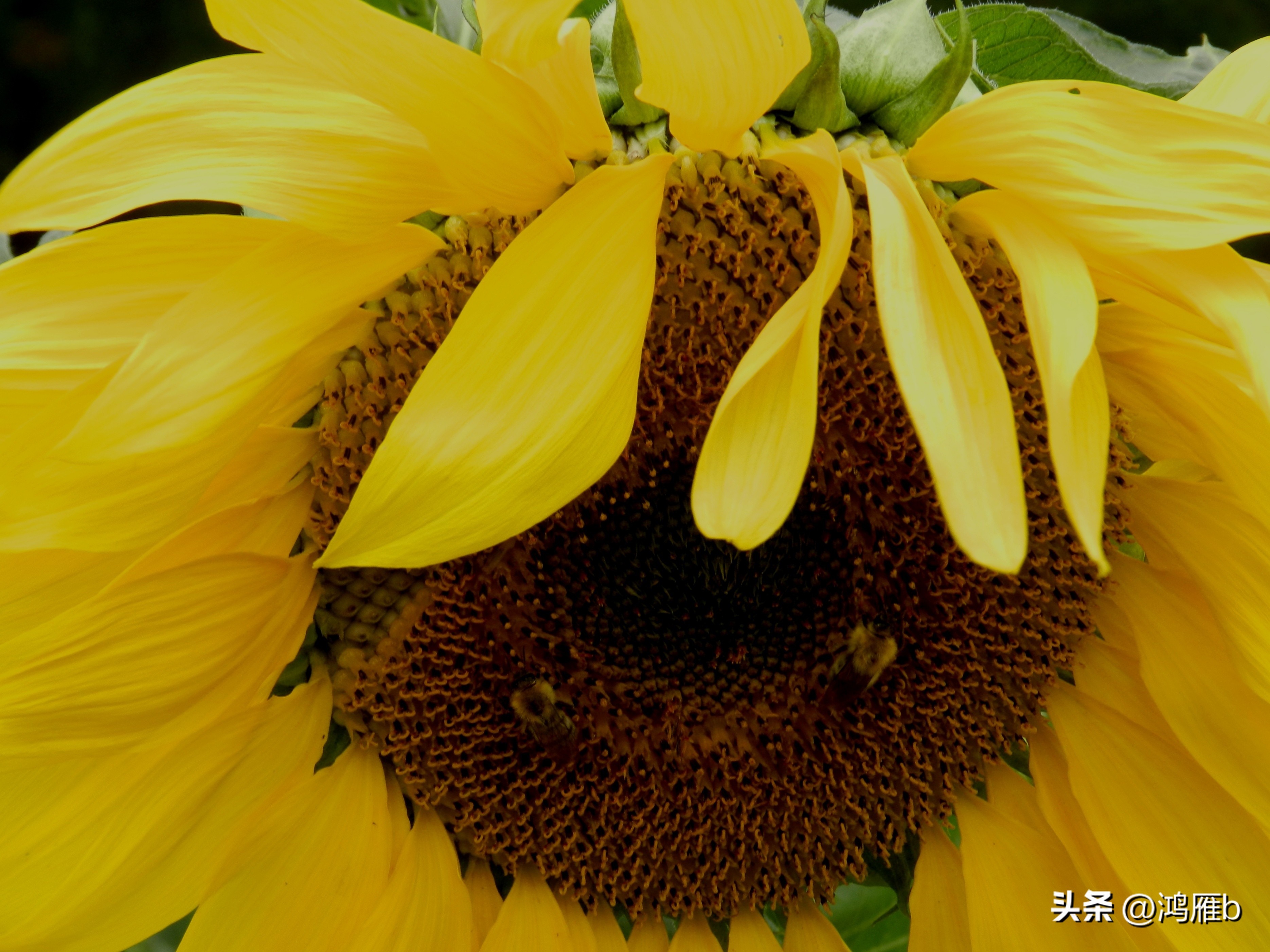 本溪温泉汤沟门票价格,本溪花溪沐枫雪温泉小镇