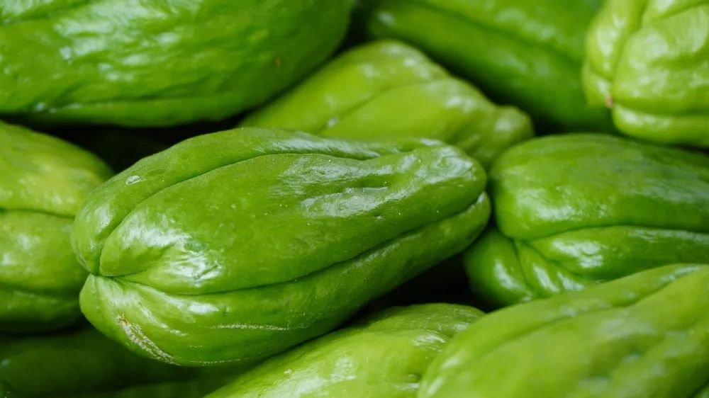 高产的佛手瓜,佛手瓜致富瓜图片