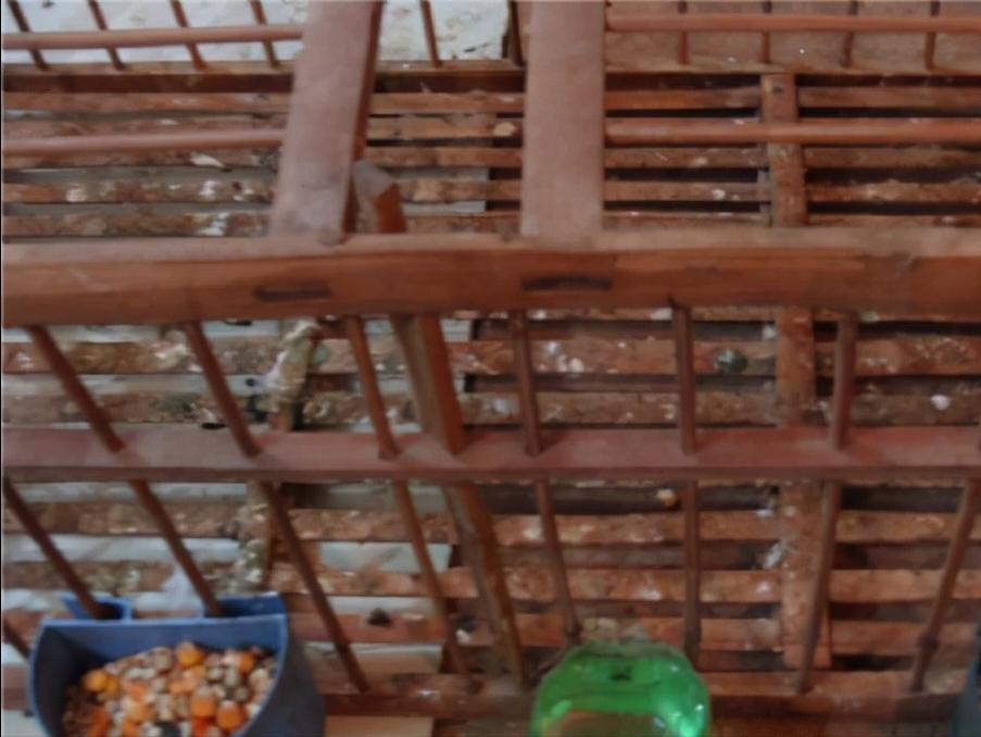 挤笼训练与单体训飞,图