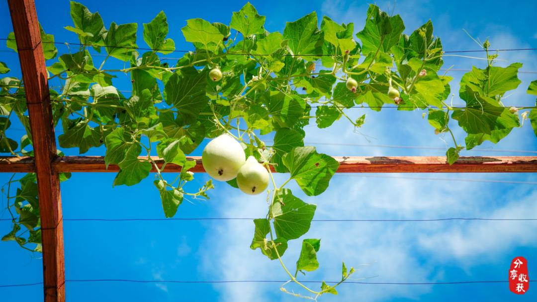 石嫣有机农场四川基地视频,北京新农人石嫣团队