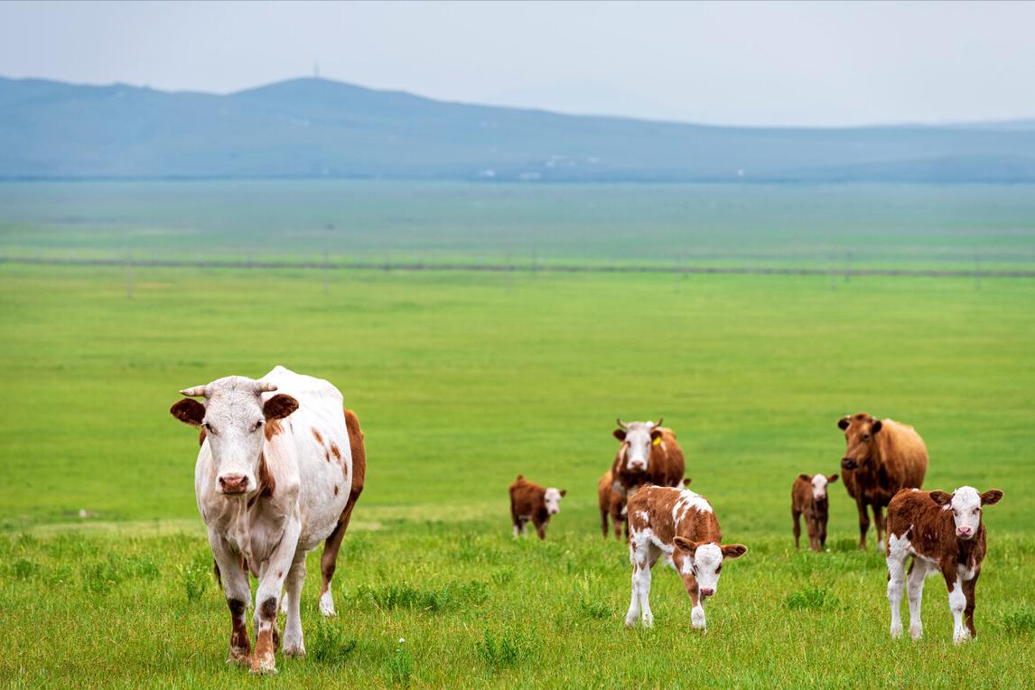 小牛腿软站不起来用什么药?小牛腿软站不起来怎么办?本文教你
