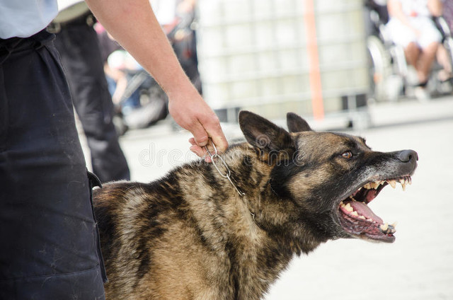 路上碰到狗怎样避免被狗咬,牵绳狗狗咬了没牵绳的狗狗怎么办