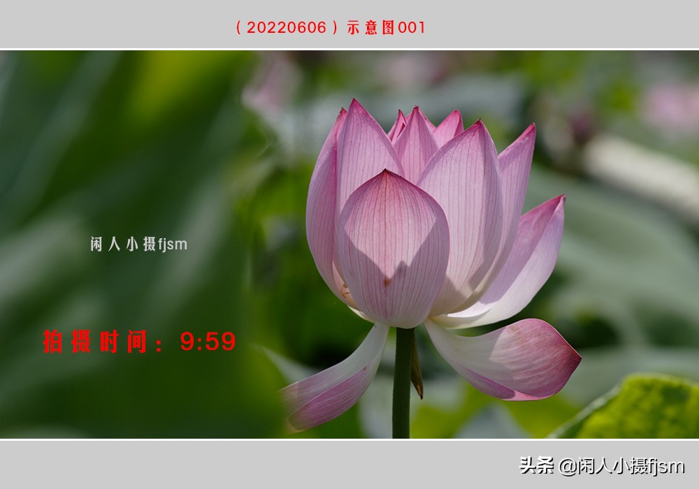 把荷花拍高级的摄影技巧,摄影荷花的拍摄技巧