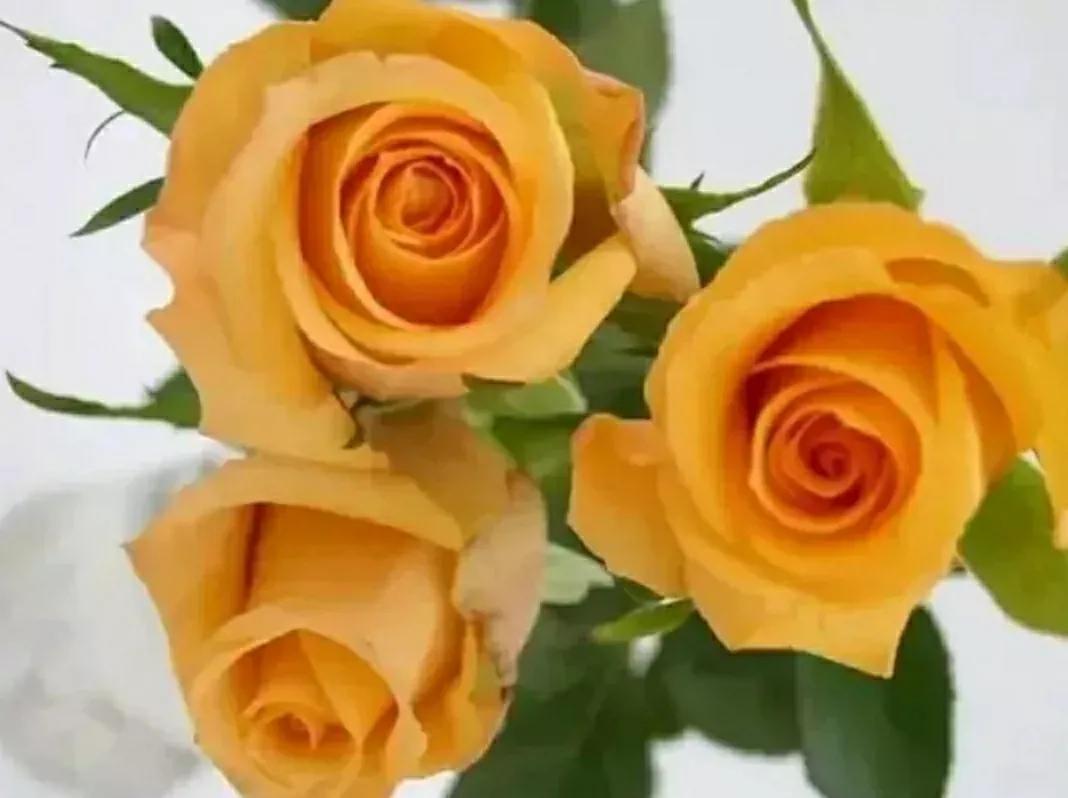 月季玫瑰蔷薇三姐妹的区别,月季蔷薇和玫瑰哪个更好看