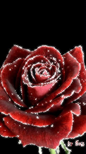 分享一束花图片,分享照片愿你遇到的都是美好