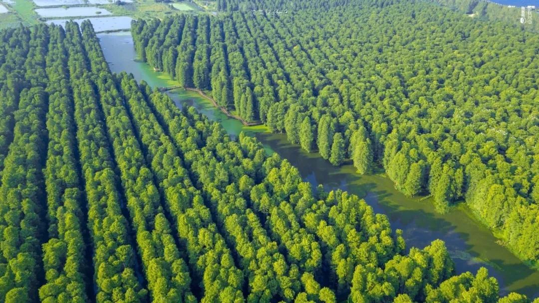 扬州值得推荐的早茶,广东早茶和扬州早茶真的没法比