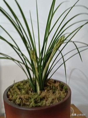 十大名花兰花,十大名花兰花价格表