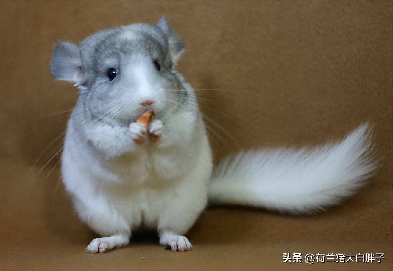 宠物龙猫怎么养得好看图片,养龙猫好还是仓鼠