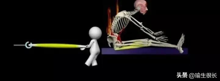 瑜伽坐位体前屈的正确做法,瑜伽前屈老是弓腰