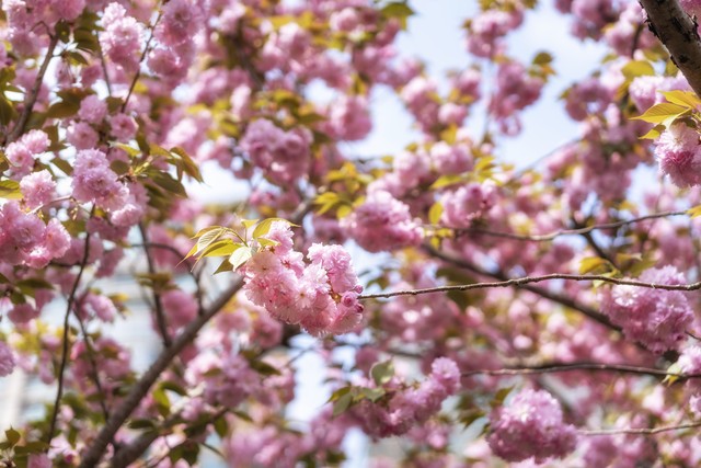在温暖的春风里与樱花来场约会,赶在春天的末尾赴一场樱花之约