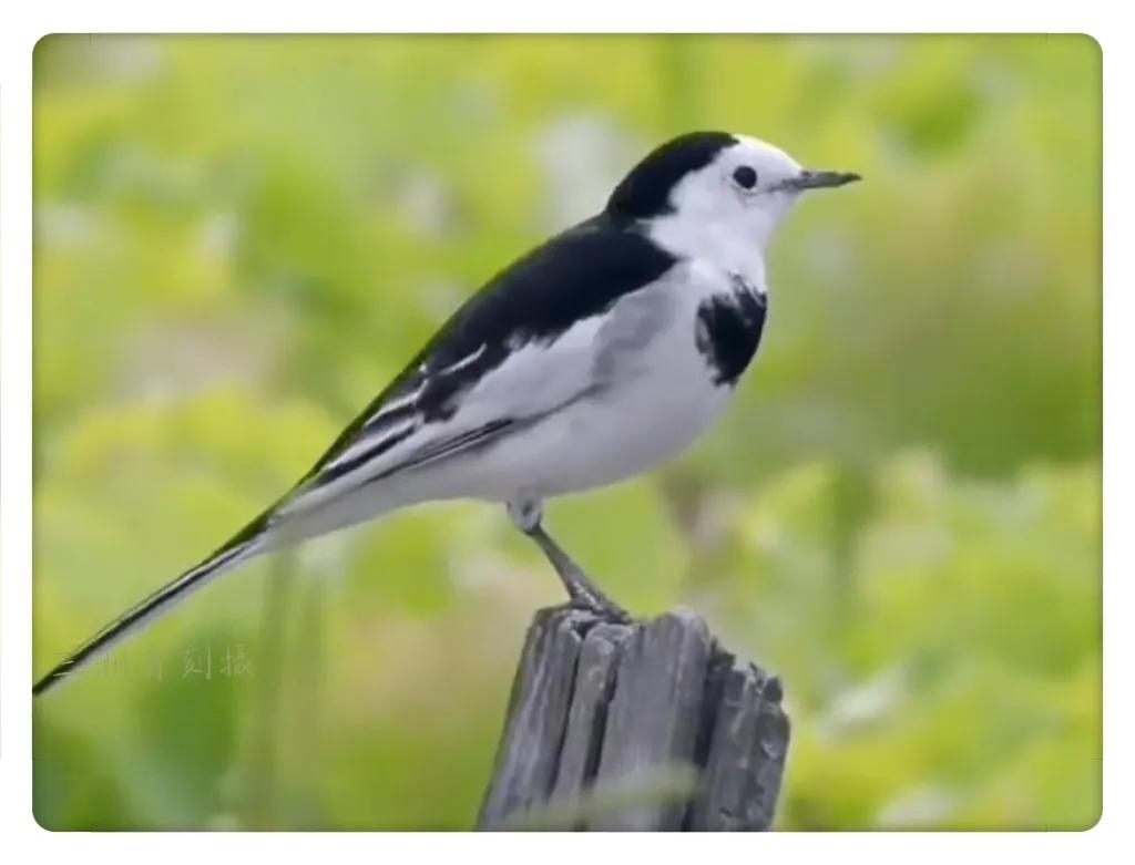 上海国际汽车城安亭,上海安亭国际汽车城
