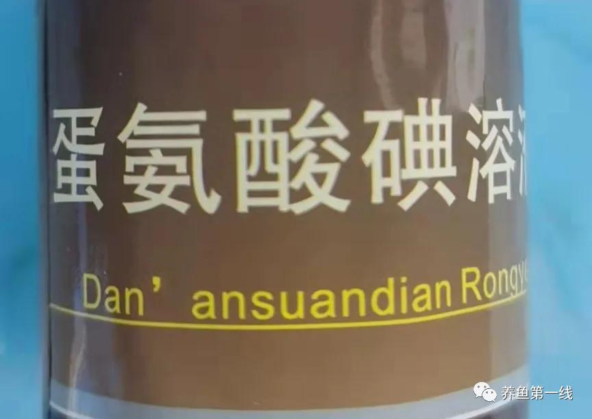 鱼出现败血症怎么治疗,鱼得了败血症怎么治