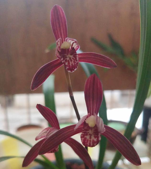 此兰花被誉为国兰第一红,最有国兰韵味的兰花