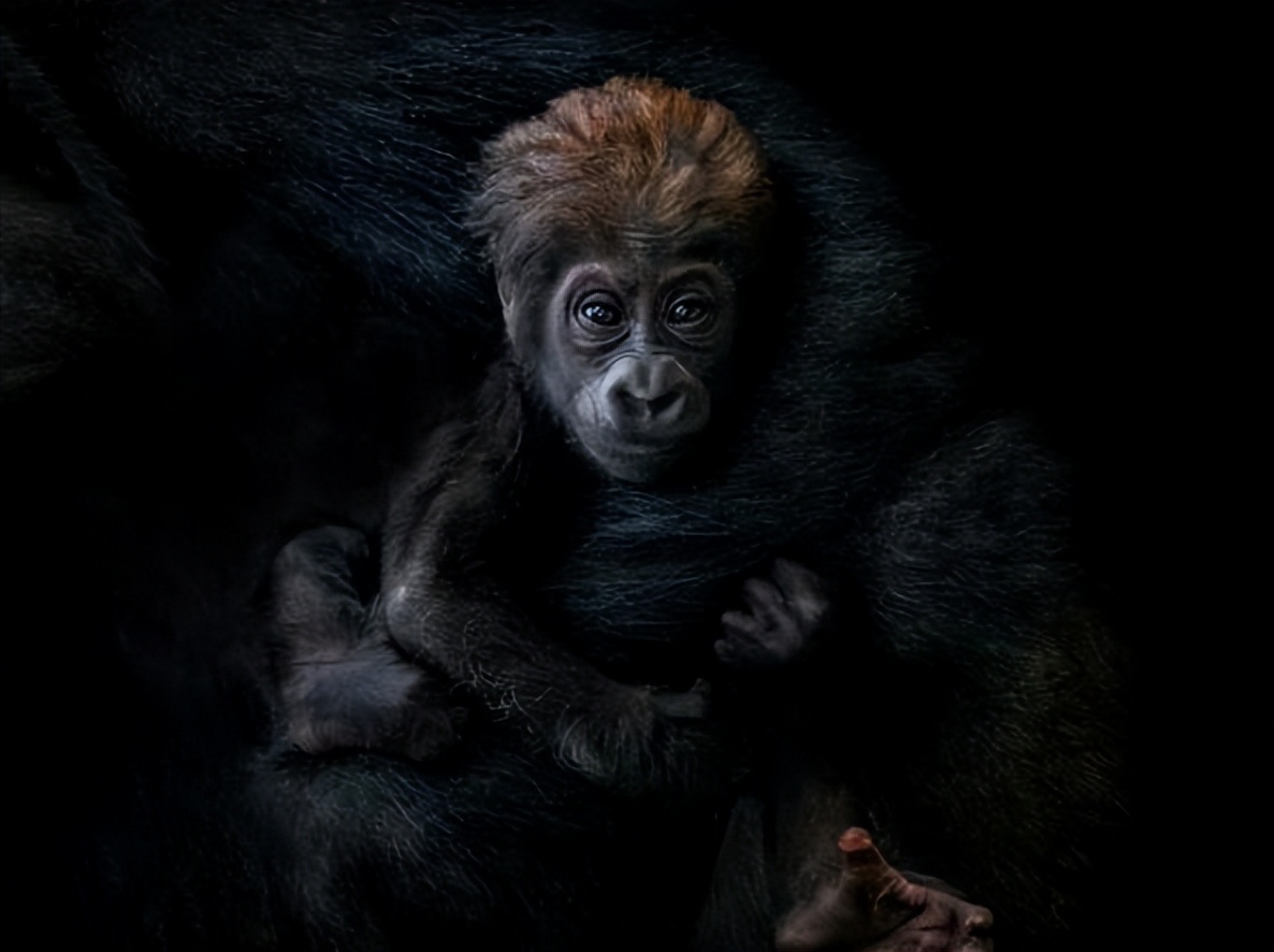 锡耶纳2023摄影大赛作品,2020锡耶纳国际摄影大奖作品