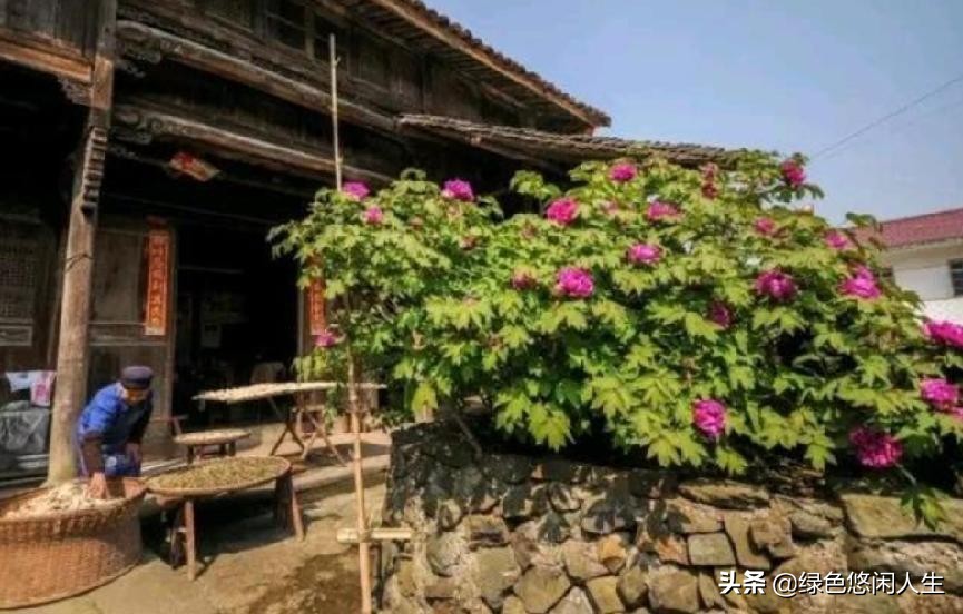 玉堂春富贵指哪些花,玉堂锦绣富贵春寓意