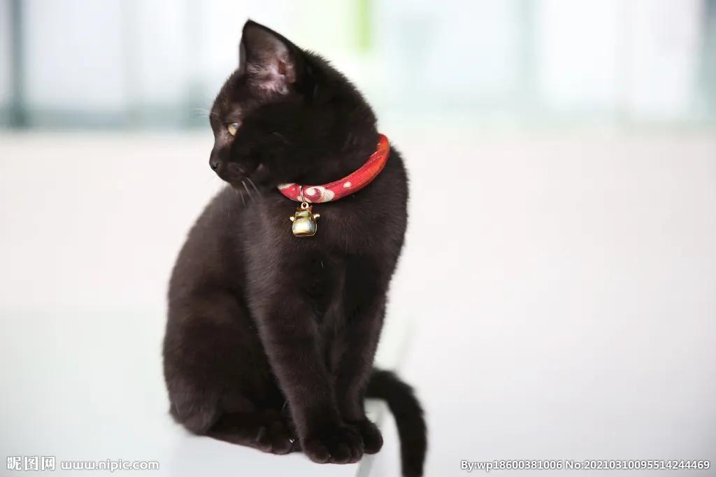 可爱的小猫优秀作品欣赏（二）