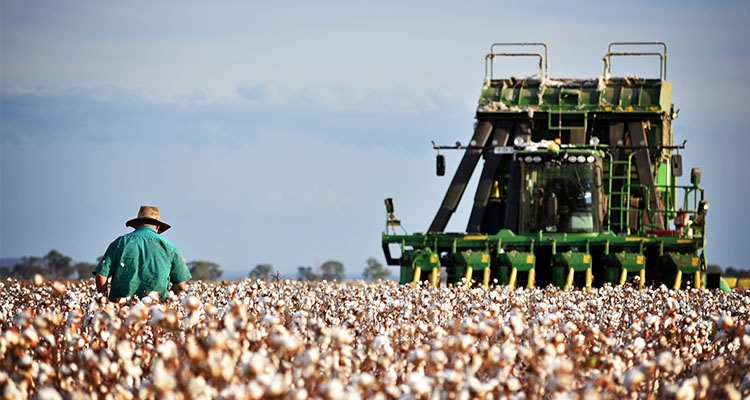 澳大利亚棉花分布在哪,全球棉花亩产最高的国家