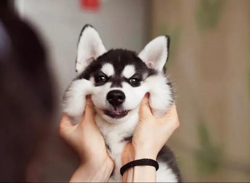 狗狗呕吐拉稀不吃东西还能活多久,狗狗老了站不起来了还能活多久