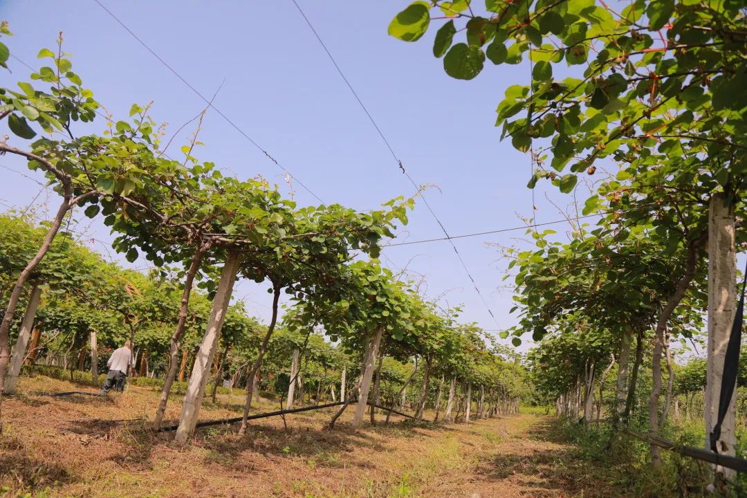 美丽邹庄“乐”翻了!