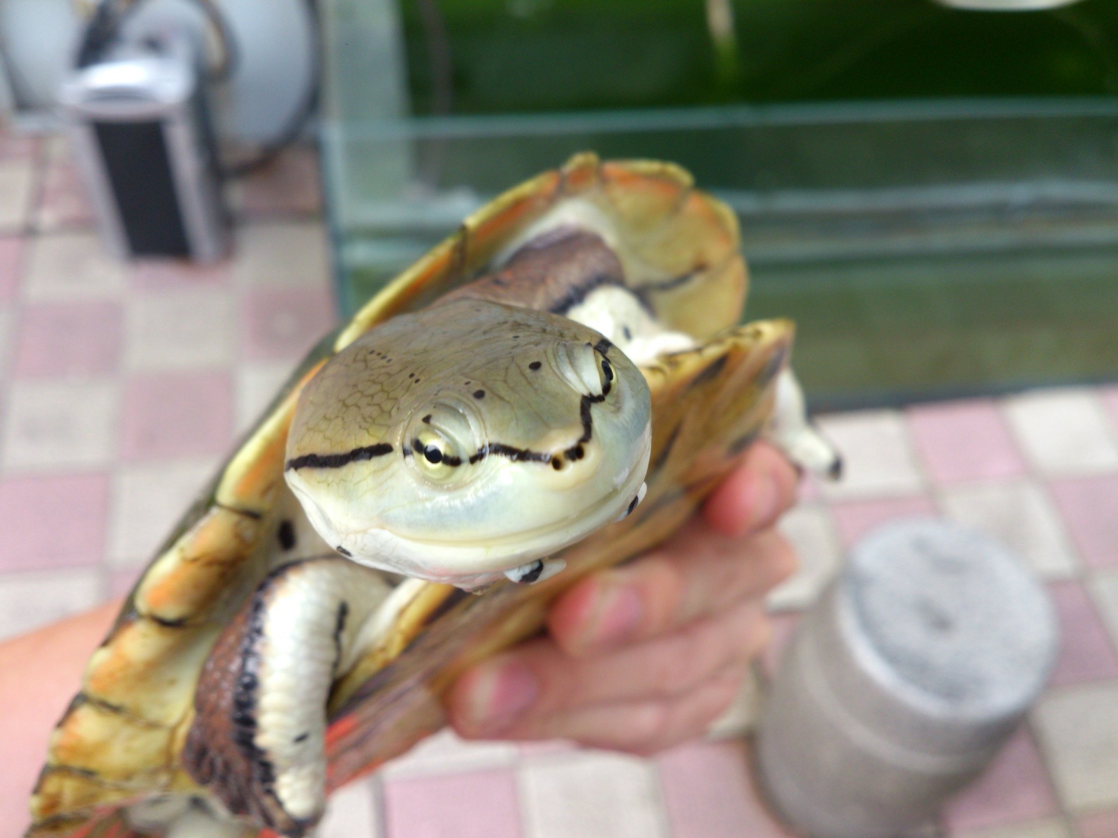 最常见的乌龟是哪种龟,常见乌龟的种类有哪些