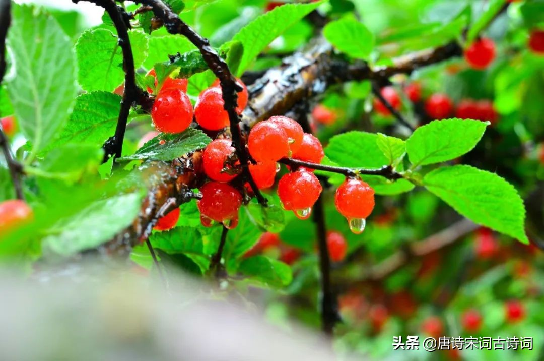 红了樱桃绿了芭蕉国画,流光把人抛红了樱桃绿了芭蕉意思