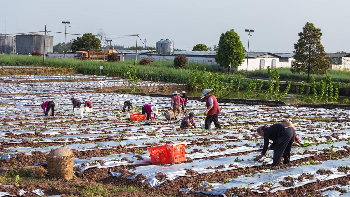 2021年家庭农场合作社补贴标准,农业企业可以获得的补贴
