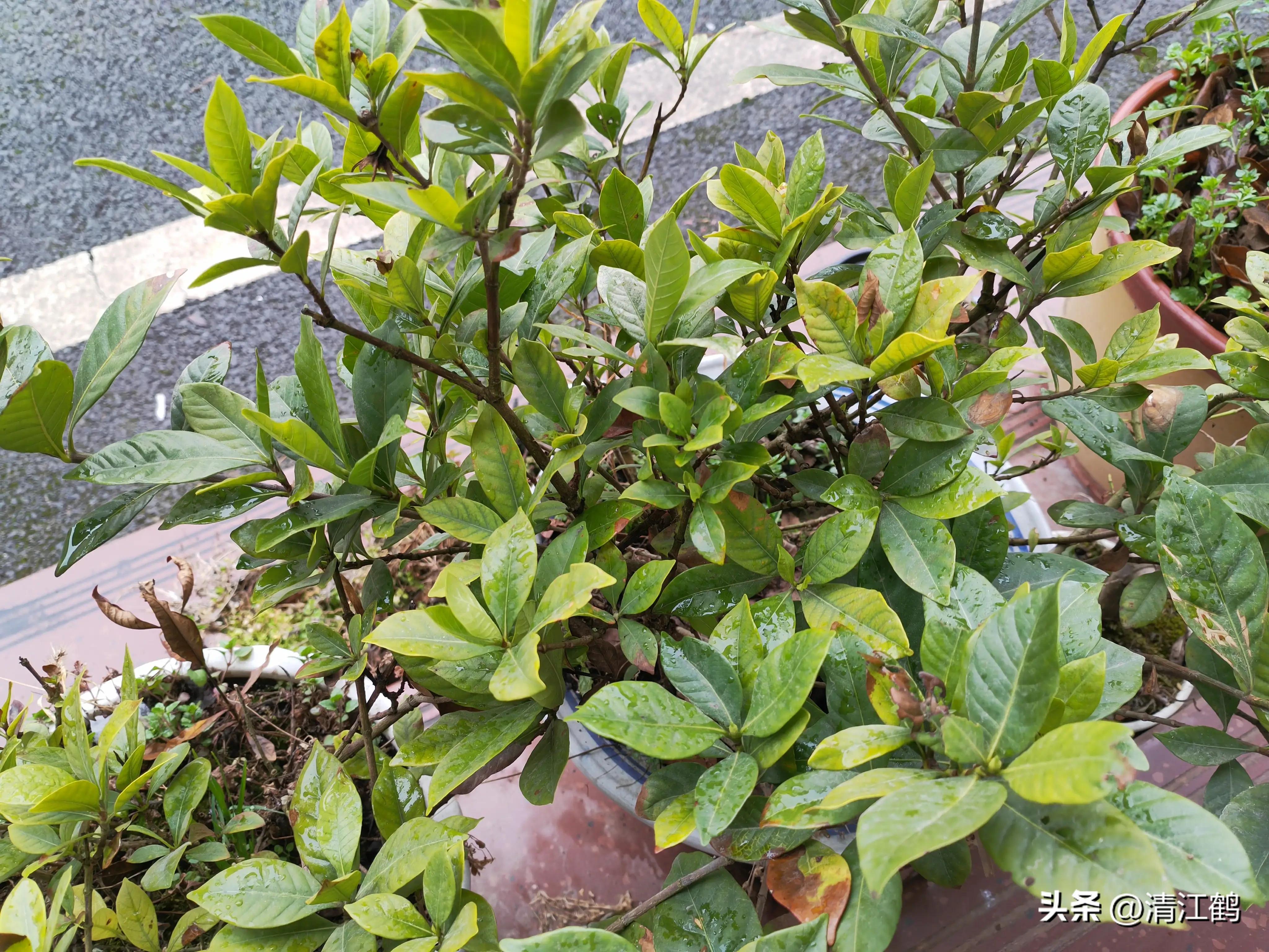 农作物最佳施肥时间和方法,作物长得不旺怎么办