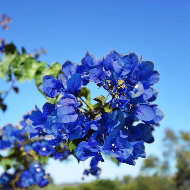 买花避开哪里,买花避坑指南