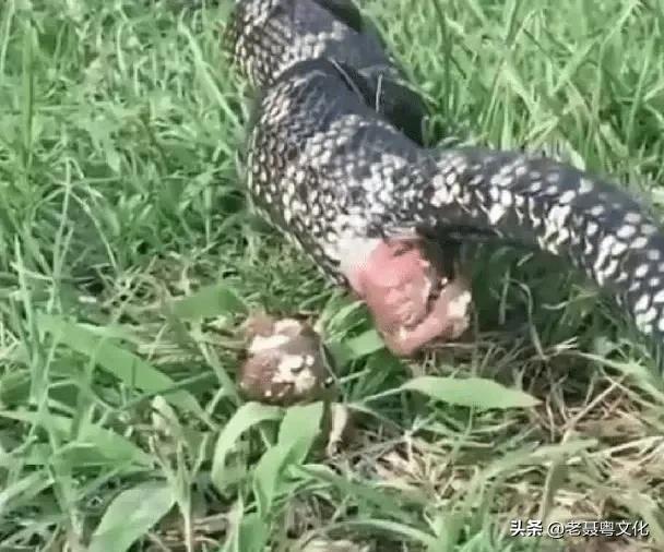 客家话大蛇屙屎,没见过大蛇屙屎普通话怎么说