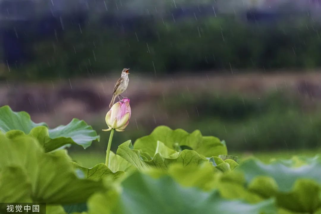 关汉卿最有名的元曲,关汉卿最经典的散曲