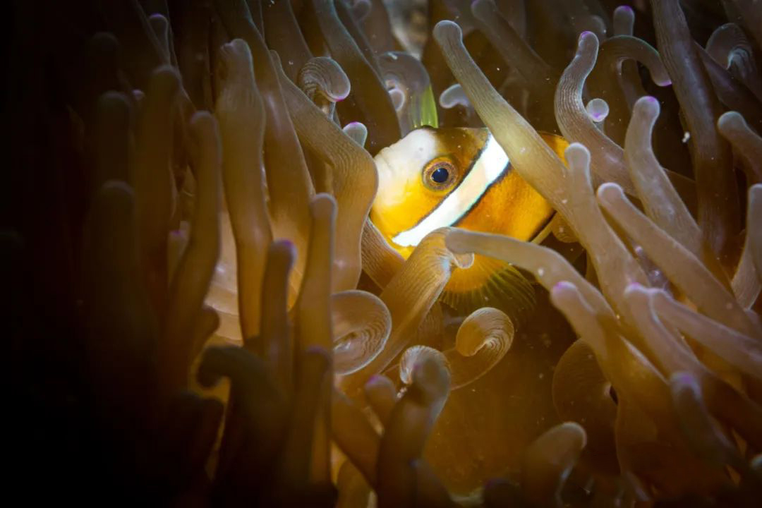 深圳大鹏比较干净的海滩,深圳大鹏半岛海滩