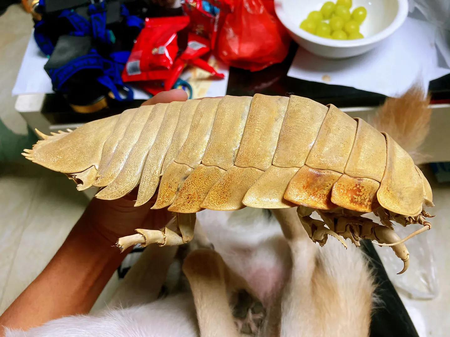 巨型西瓜虫海洋,深海巨足虫和西瓜虫