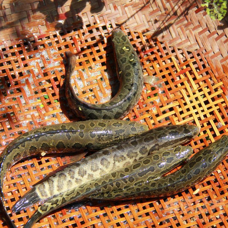 黑鱼养殖技术方法视频,黑鱼养殖技术稻田养黑鱼