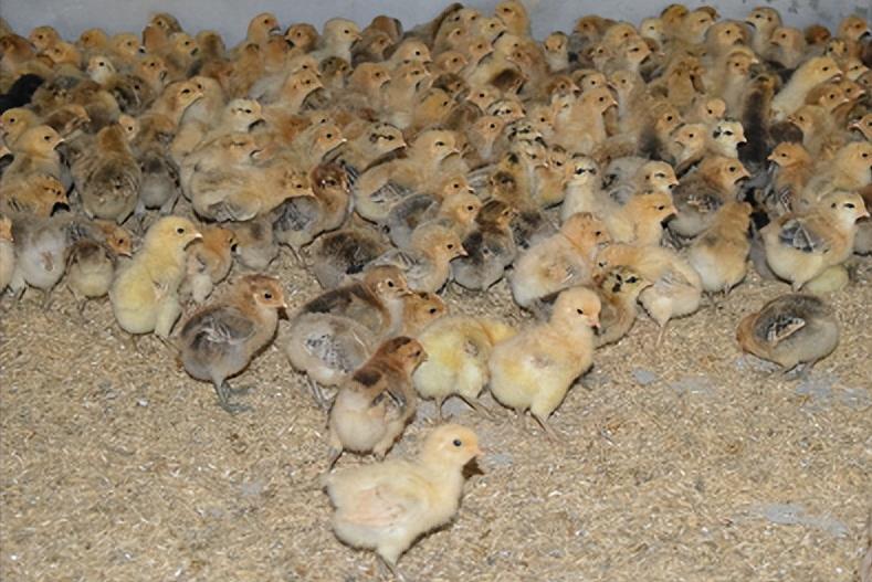 绿壳蛋鸡的养殖方法和注意事项,养100只绿壳蛋鸡一年能有多少利润