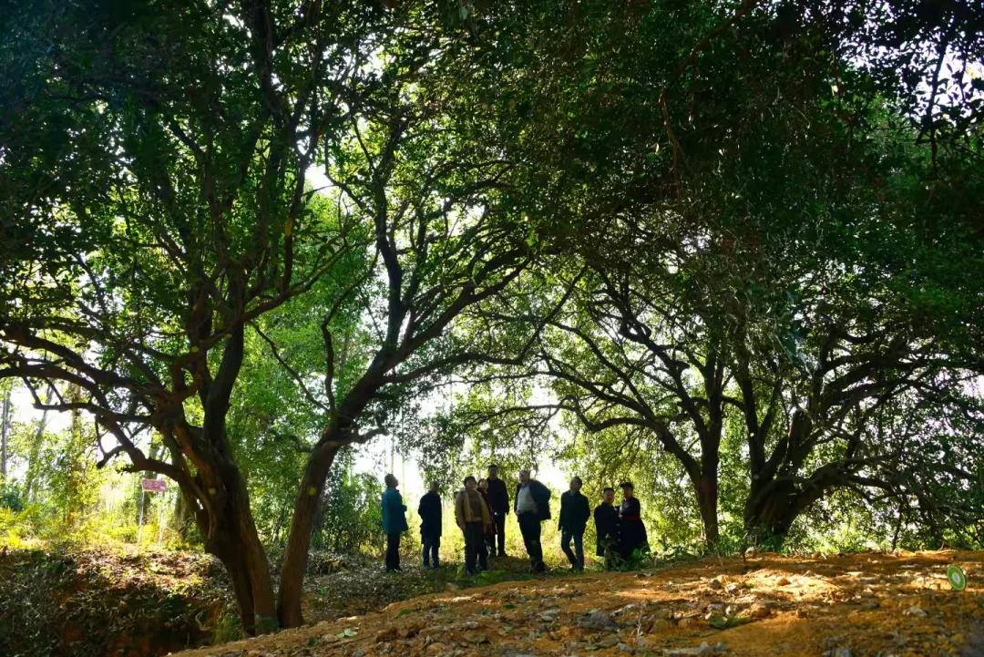 值得来看看古村落,崇阳野生古桂群迎保护性修复