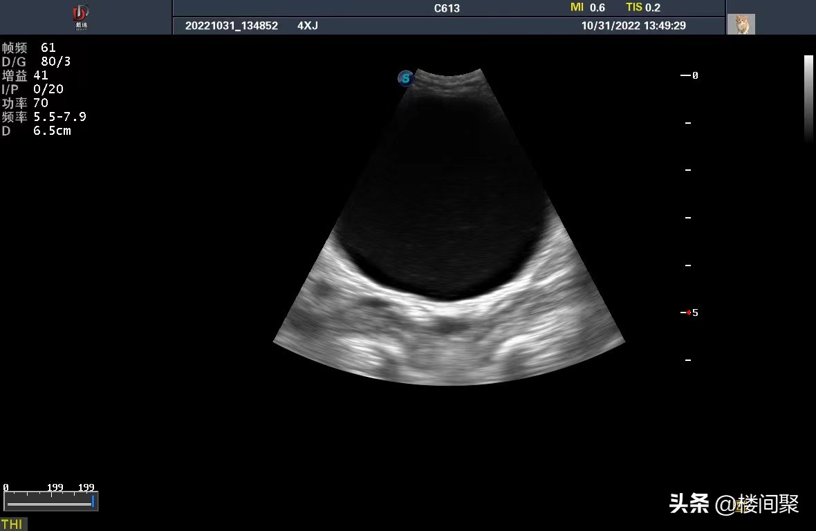 养了一个星期的宠物猫,养一只便宜的宠物猫一个月