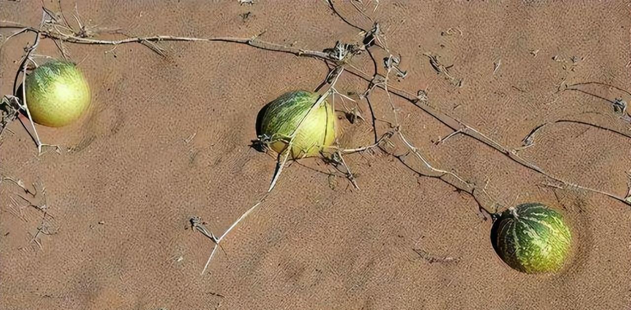 沙漠遍地西瓜,沙漠西瓜当地村民再渴也不要去吃