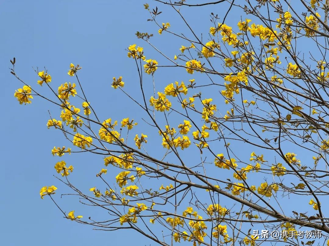 黄花风铃木品种介绍,黄花风铃木生长缓慢