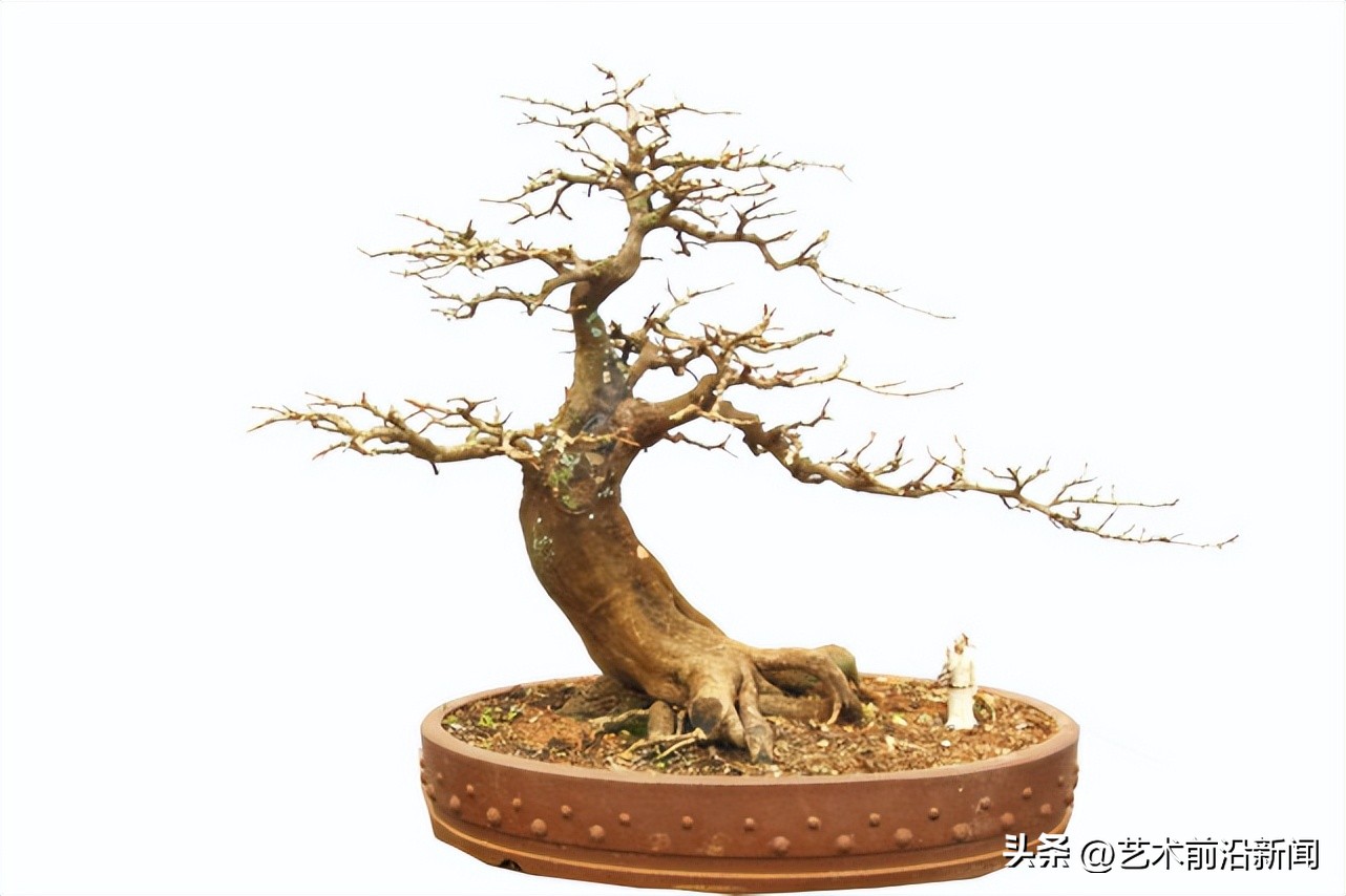 「艺术前沿」胡庆魁的木石人生