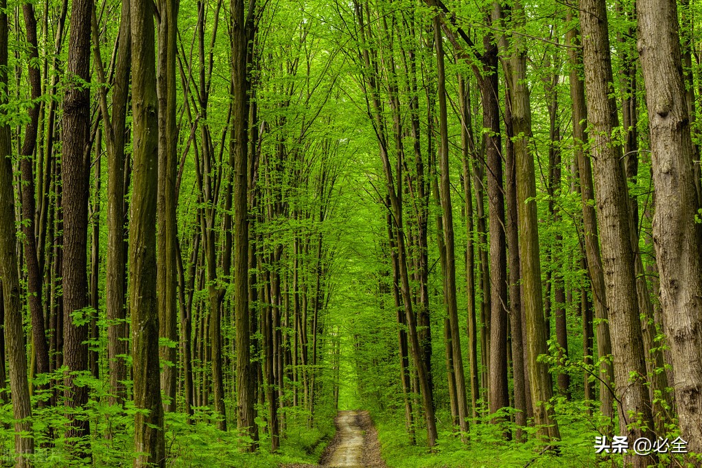 城乡环境保护林建设主要适宜乔木、灌木、草种；详表