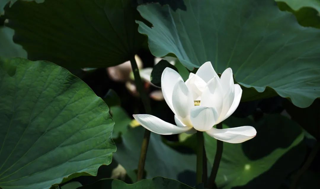 索尼新半画幅a6700,索尼alpha6700aps-c微单相机