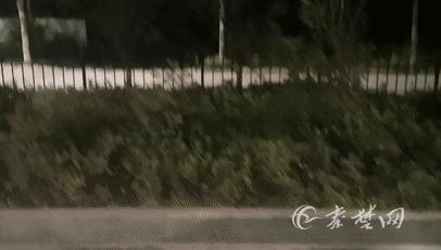 湖北十堰野猪泛滥成灾,湖北十堰野猪视频