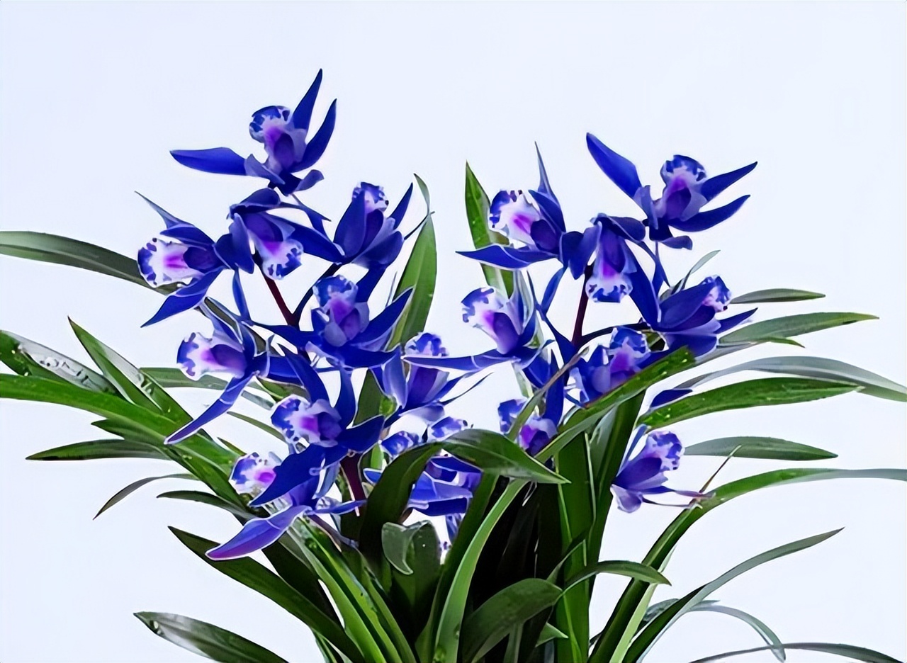 特别神秘的兰花花色罕见香味持久,此兰