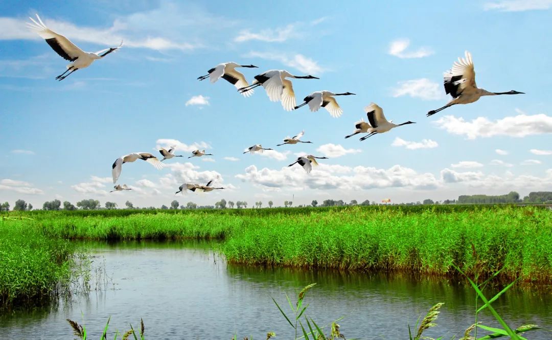 湿地可以开发什么旅游项目,黑龙江旅游必去十大湿地排名