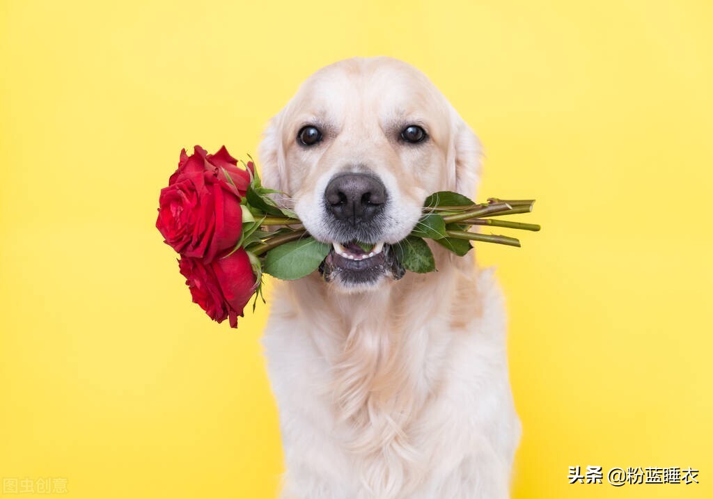她只是我的妹妹什么意思,她只是我的妹妹出自哪首歌