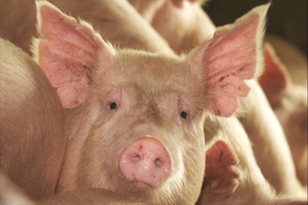 猪水肿病怎么治疗最快,猪水肿病的治疗良方